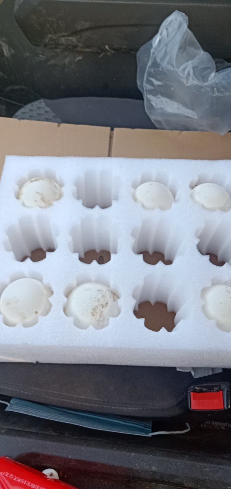 番鸭种蛋大种白羽番鸭鸳鸯