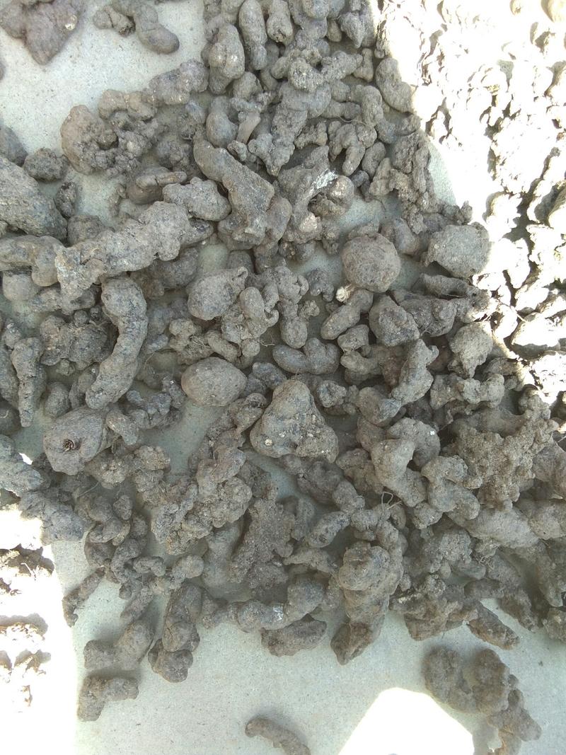 陕西家种猪苓，个子均匀无泥沙晒干，规格齐全。