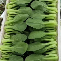 【产地】上海青大量上市中，曹县小油菜，常年供应，对接批发