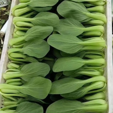 【产地】上海青大量上市中，曹县小油菜，常年供应，对接批发