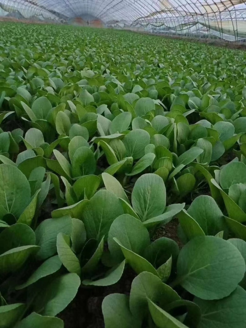 【产地】上海青大量上市中，曹县小油菜，常年供应，对接批发