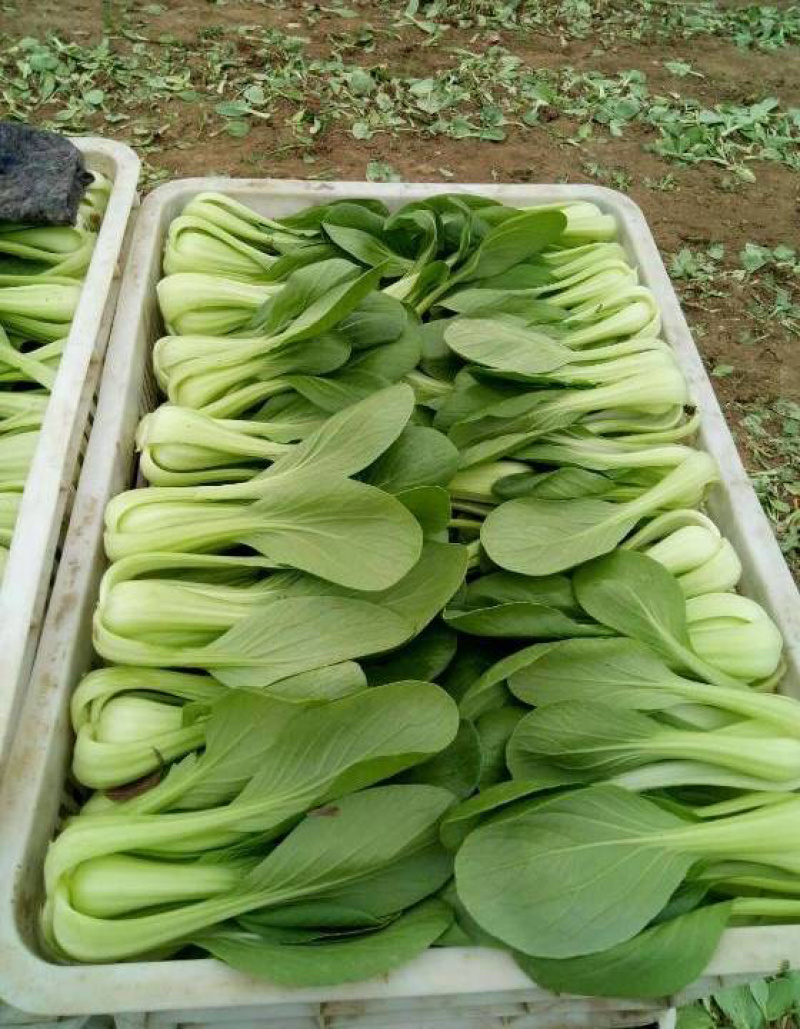 【产地】上海青大量上市中，曹县小油菜，常年供应，对接批发