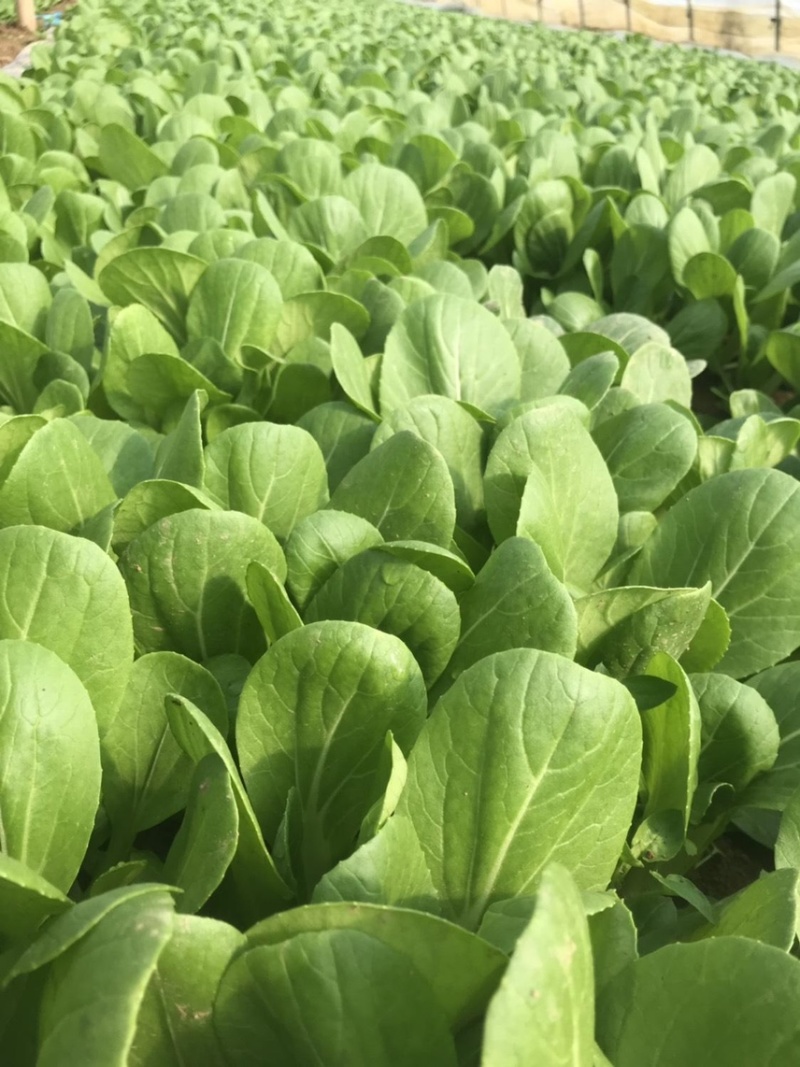 【产地】上海青大量上市中，曹县小油菜，常年供应，对接批发