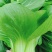 【产地】上海青大量上市中，曹县小油菜，常年供应，对接批发