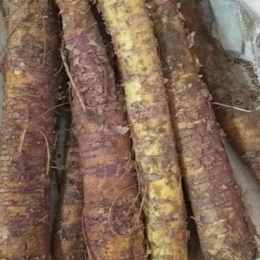 新鲜桑树根桑椹根桑椹叶根