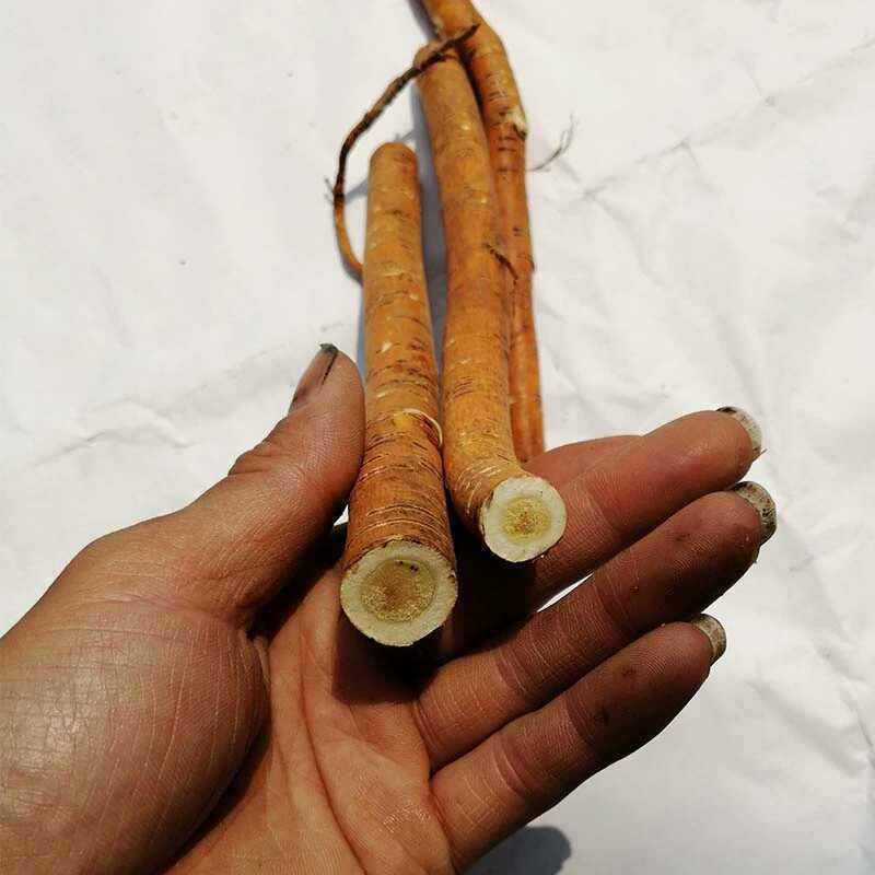 新鲜桑树根桑椹根桑椹叶根