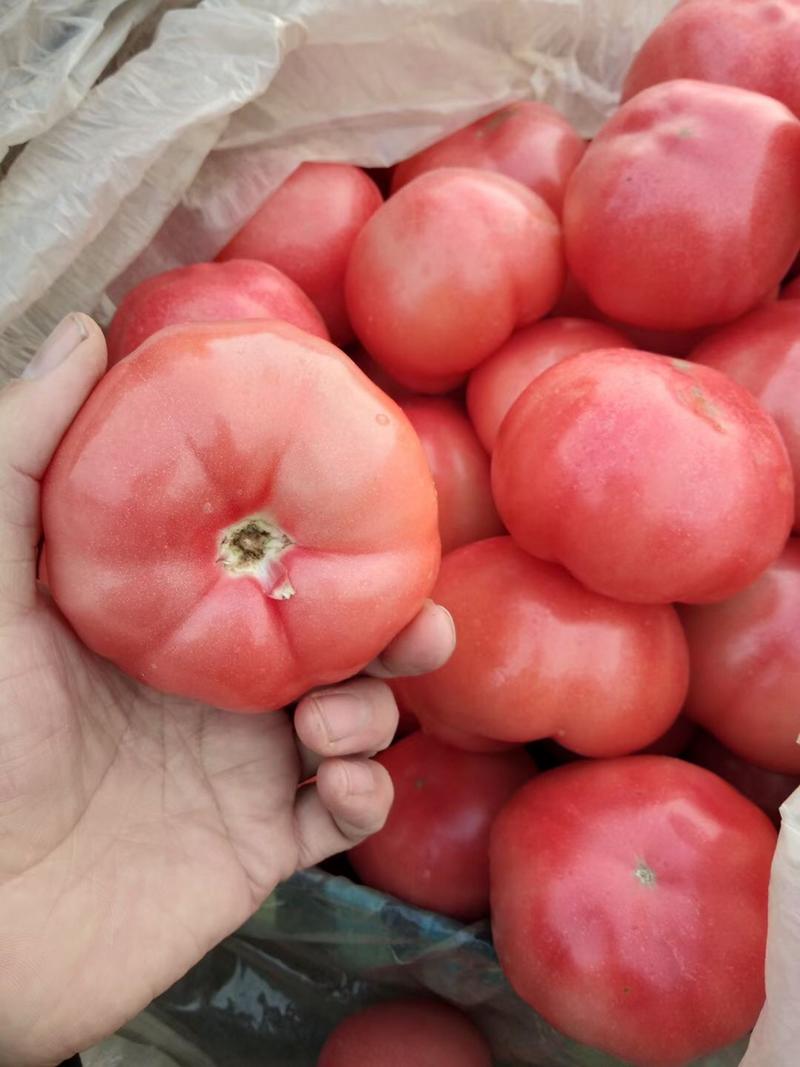永年精品西红柿大量现货可供电商超市供多种蔬菜