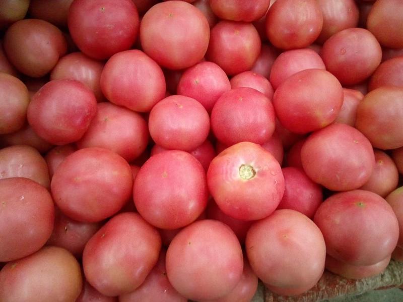 永年精品西红柿大量现货可供电商超市供多种蔬菜