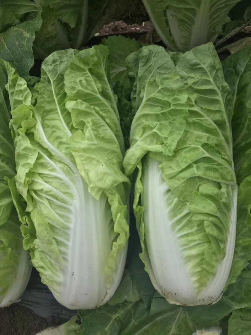 【奶白菜】曹县快菜，对接全国，包装上车一条龙服务现挖现发