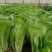 【奶白菜】曹县快菜，对接全国，包装上车一条龙服务现挖现发