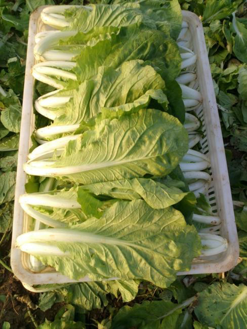【奶白菜】曹县快菜，对接全国，包装上车一条龙服务现挖现发