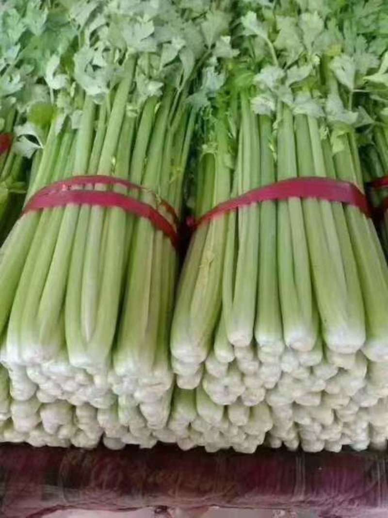 南大堡蔬菜市场芹菜大量市中精品芹菜粗细均匀，全国发货