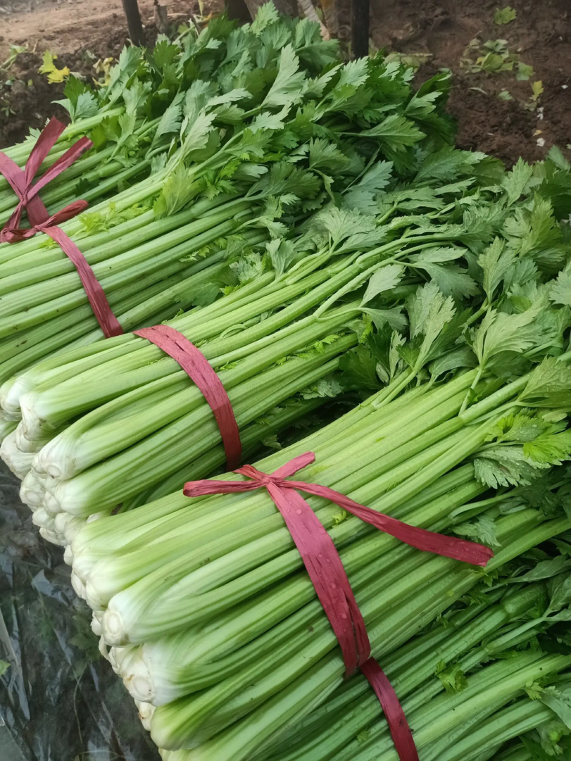 南大堡蔬菜市场芹菜大量市中精品芹菜粗细均匀，全国发货