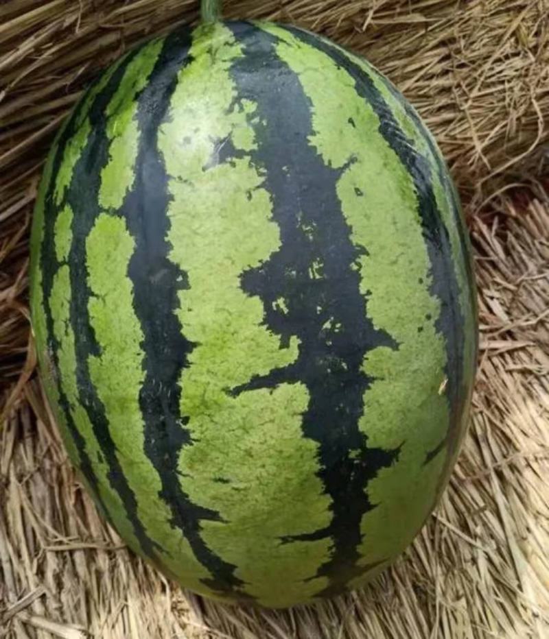 西瓜甜王精品西瓜云南西瓜大量上市需要联系