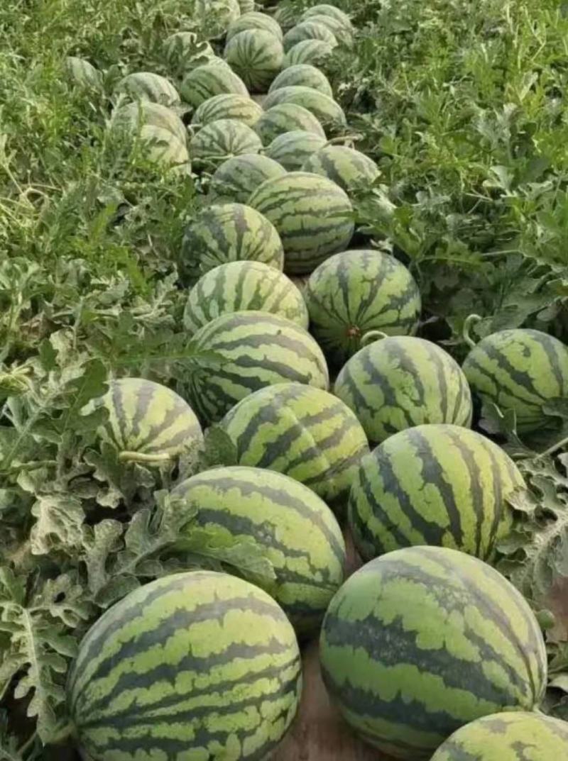 西瓜甜王精品西瓜云南西瓜大量上市需要联系