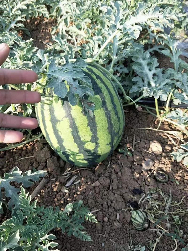 西瓜甜王精品西瓜云南西瓜大量上市需要联系