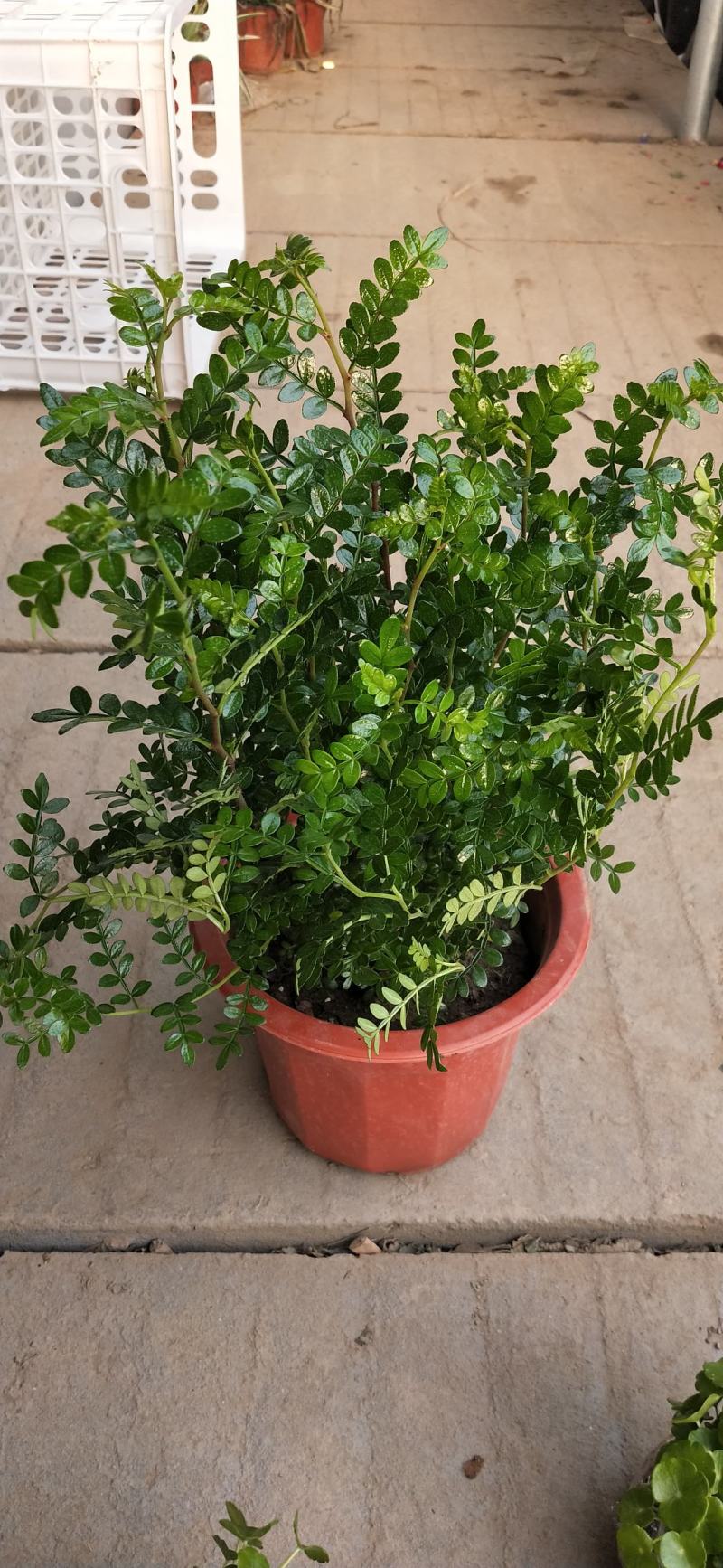 驱蚊驱虫清香木盆栽绿植植物室内四季常青净化空气盆景驱蚊草