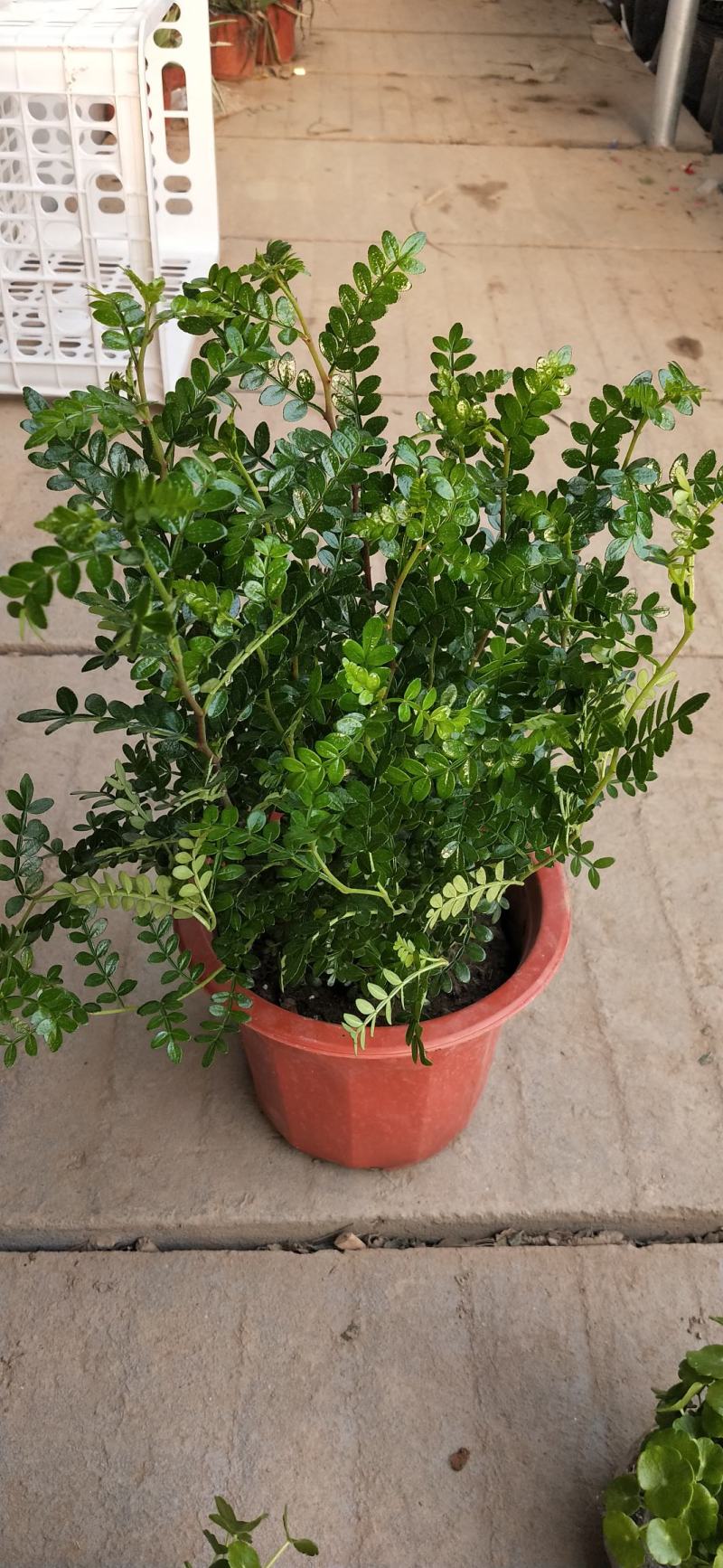 驱蚊驱虫清香木盆栽绿植植物室内四季常青净化空气盆景驱蚊草