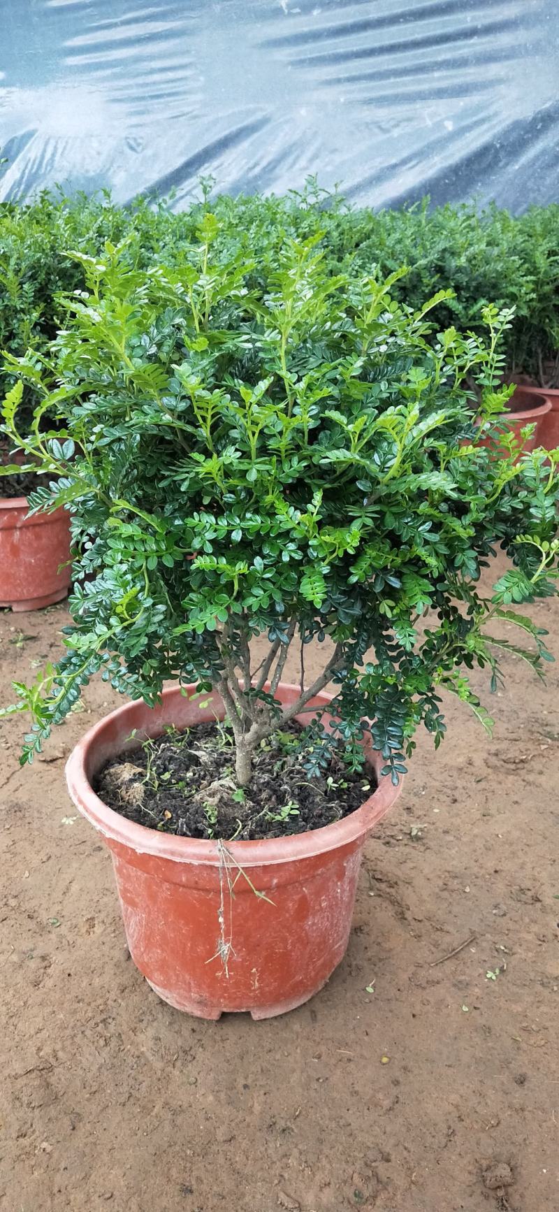 驱蚊驱虫清香木盆栽绿植植物室内四季常青净化空气盆景驱蚊草