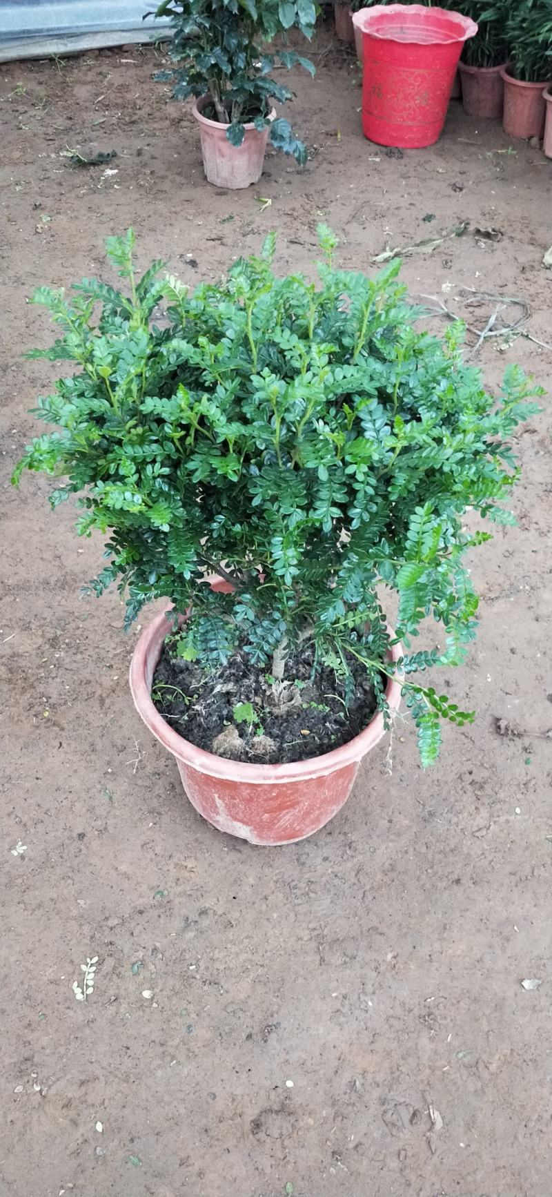 驱蚊驱虫清香木盆栽绿植植物室内四季常青净化空气盆景驱蚊草