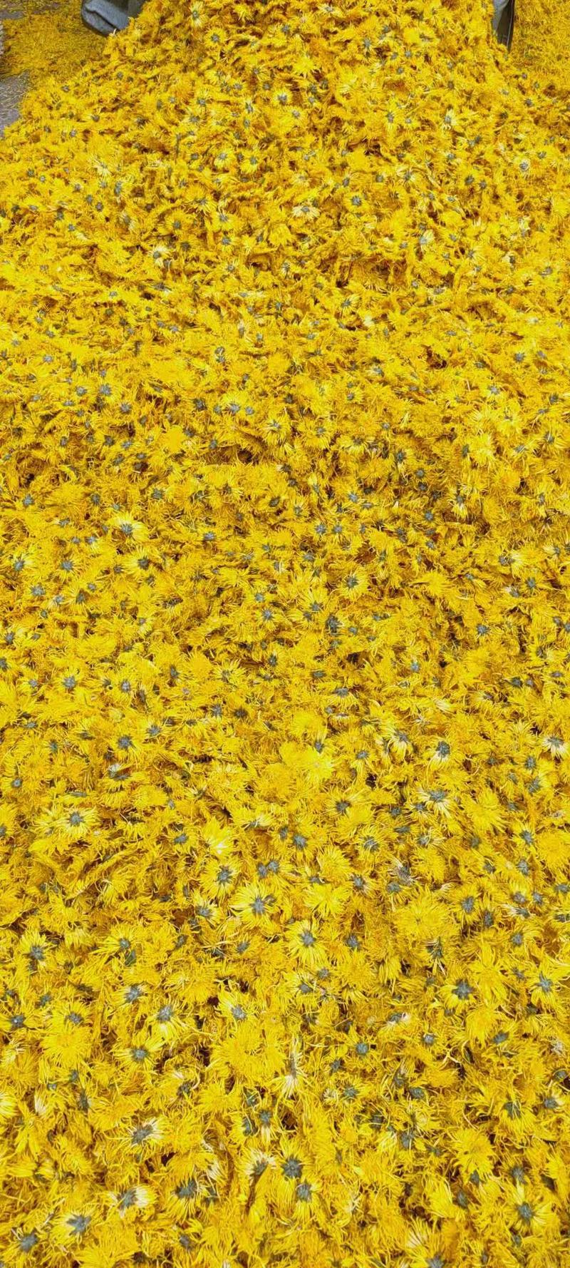 【1斤起发】金丝皇菊1斤散装约1200朵新花不是偏远地区包邮