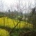 大量出售四川乌桕15-50