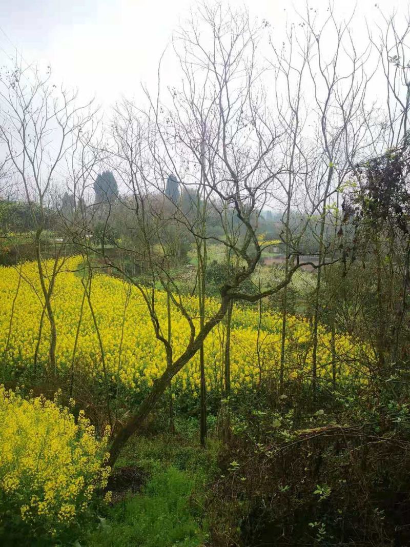 大量出售四川乌桕15-50