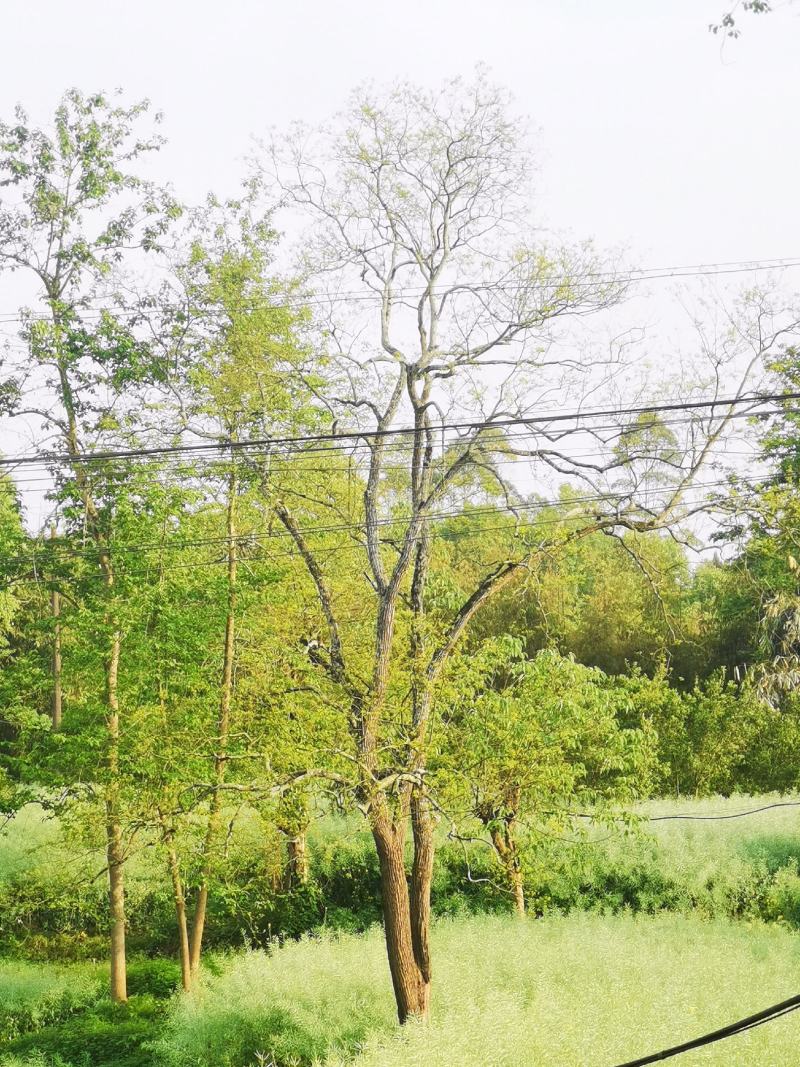 大量出售四川乌桕15-50
