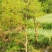 大量出售四川乌桕15-50