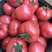 邯郸永年区精品西红柿全国发货货源足价格合理质量优欢迎采购