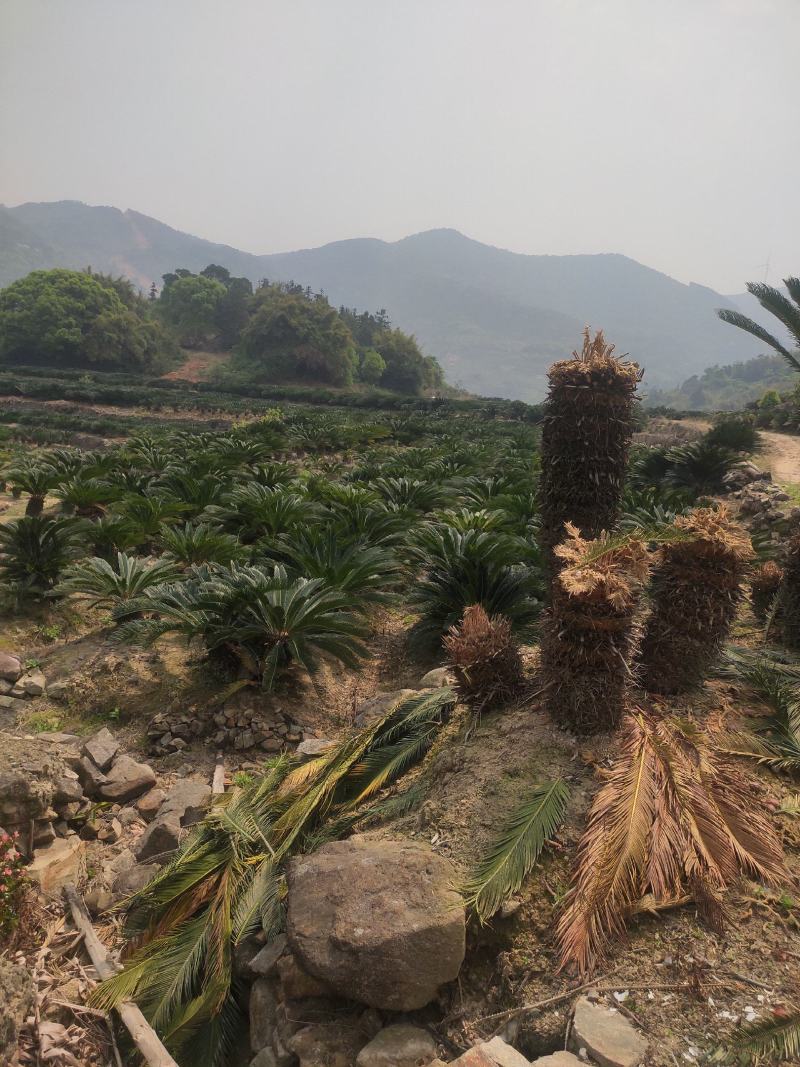 大型铁树，基地直销，价格优惠。有意者私聊我哟！！