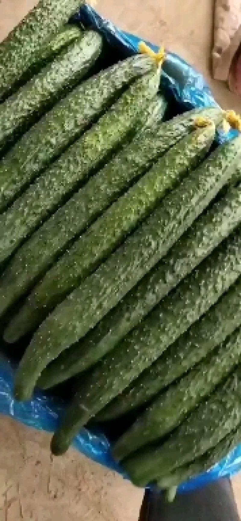 黄瓜，密刺黄瓜，冷棚密刺万亩黄瓜大量上市中