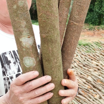 德庆桂皮基地直发整车零售