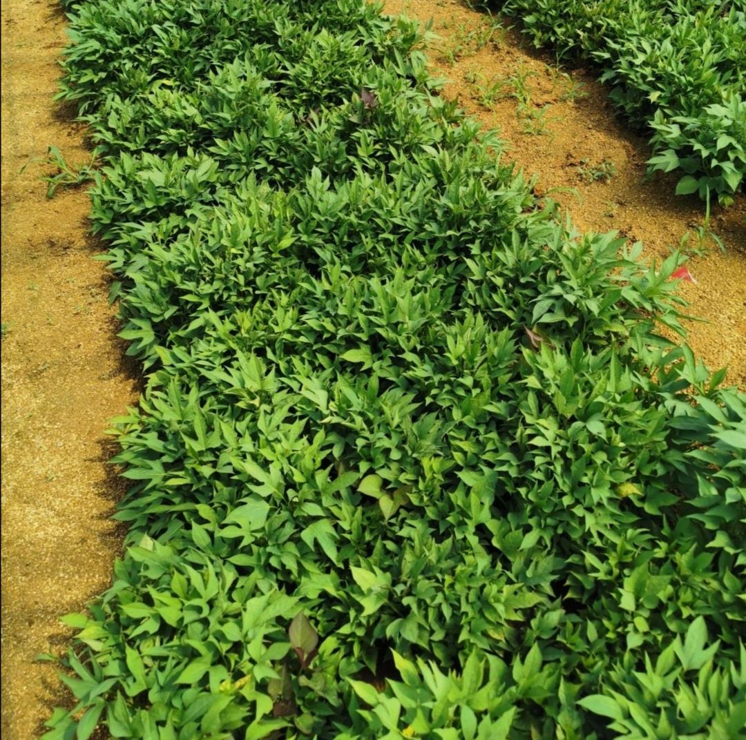 一片绿意盎然的农田中,农民正在播种红菜苔种子,远处可见成片的红菜苔幼苗 红菜苔生长环境