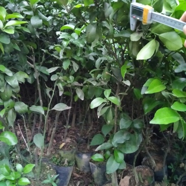 沙糖桔嫁接杯苗：叶色青秀，根系发达。产量多！