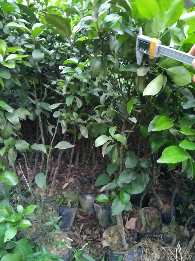 沙糖桔嫁接杯苗：叶色青秀，根系发达。产量多！