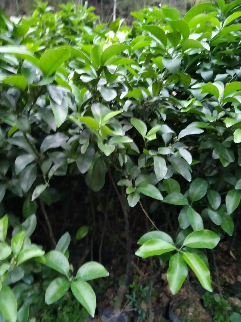 沙糖桔嫁接杯苗：叶色青秀，根系发达。产量多！