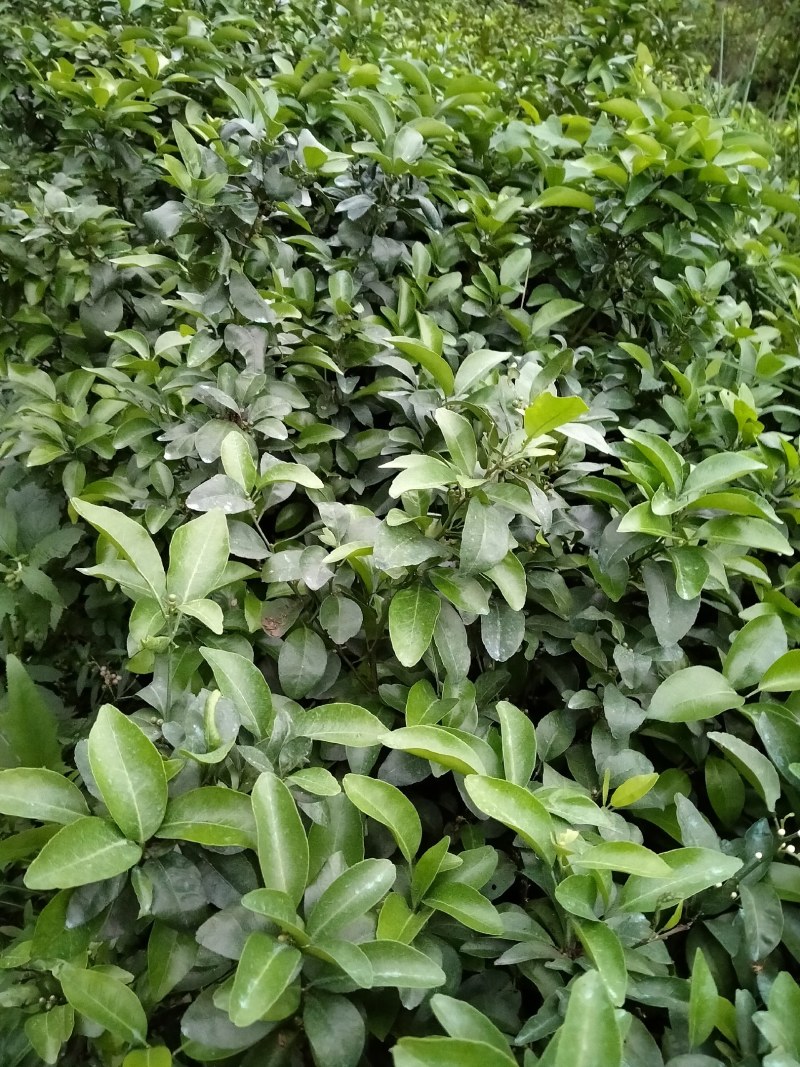 沙糖桔嫁接杯苗：叶色青秀，根系发达。产量多！