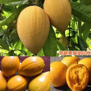 耀堂仙桃精品蛋黄果苗名贵仙桃带杯发货成活高