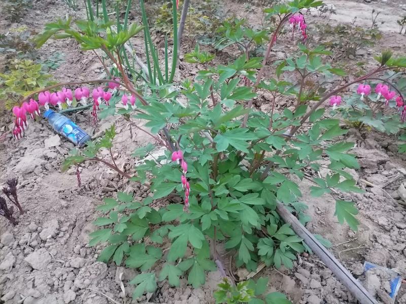 荷包牡丹菏泽牡丹基地直发保开花保成活保对版