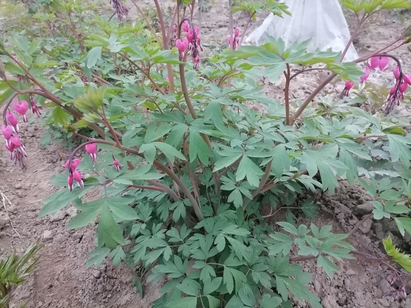 荷包牡丹菏泽牡丹基地直发保开花保成活保对版