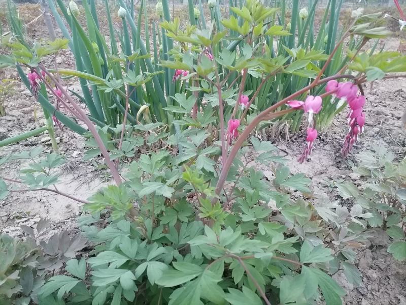 荷包牡丹菏泽牡丹基地直发保开花保成活保对版