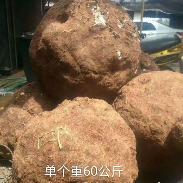 茯苓菌种，优质高产玉米大栽培种茯苓公司包回收