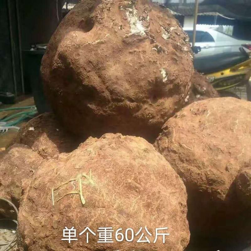 茯苓菌种，优质高产玉米大栽培种茯苓公司包回收