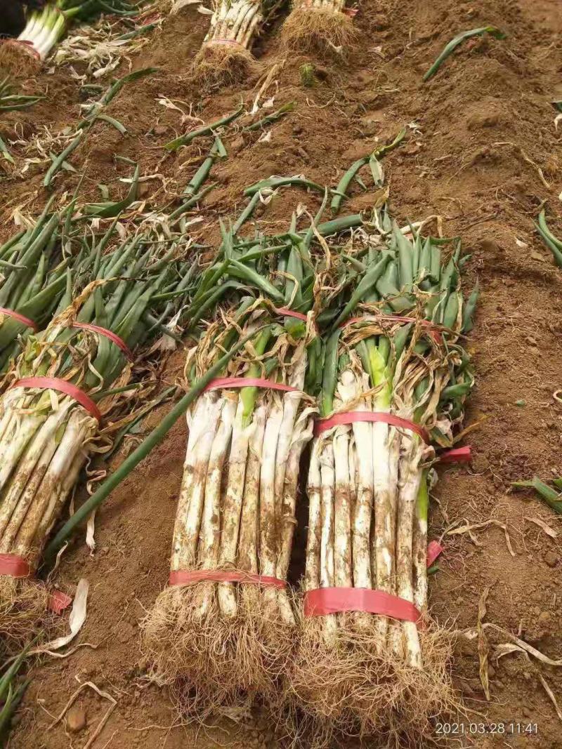 长白大葱大量上市欢迎订单