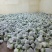 陕西泾阳甘蓝“花白”陆续大量上市了，基地供应价格随行就市