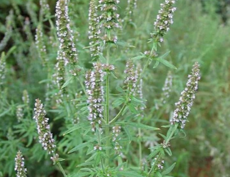 新产荆芥种子荆芥子一年生药材种子好种易管论斤卖