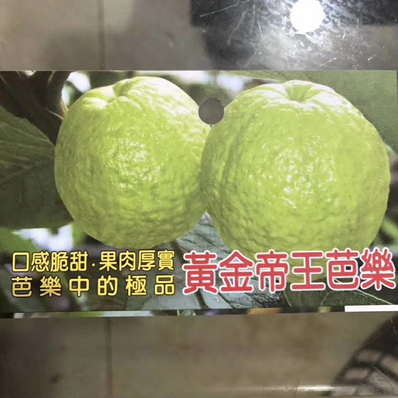 帝王芭乐苗番石榴苗