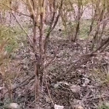 四年牡丹树，多年牡丹树，免费提供技术，批发零售需要的联系