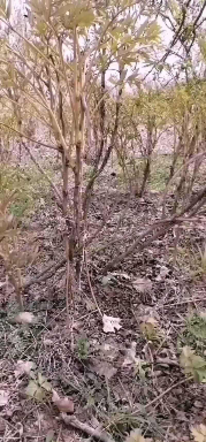 四年牡丹树，多年牡丹树，免费提供技术，批发零售需要的联系